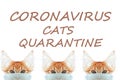 Cat in mask save you cat save life from coronavirus