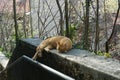 Ginger cat of mixed breed stretched out and sleeping in the sun in the park. Royalty Free Stock Photo