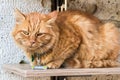 Ginger cat with nametag