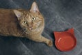 Ginger cat next to emty feeding dish looking up at camera and waiting for food.