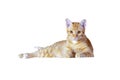Ginger cat or orange cat lying isolated over white background