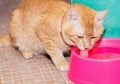 Ginger cat orange eating water in pink bowl Royalty Free Stock Photo