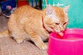 Ginger cat orange eating water in pink bowl Royalty Free Stock Photo