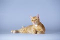 Ginger cat or orange cat lying over gray background
