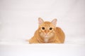 Ginger cat or orange cat lying over white cloth background