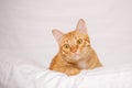 Ginger cat or orange cat lying over white cloth background