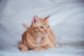 Ginger cat or orange cat lying over white cloth background