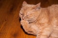 Ginger cat on an orange wooden floor