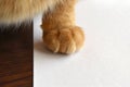 Ginger cat paw on white paper. Happy tabby cat relaxing at home.