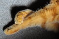 Ginger cat paws crossed legs Royalty Free Stock Photo
