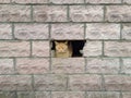 ginger cat peeks out of a building through one broken brick spot