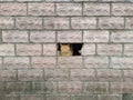 ginger cat peeks out of a building through one broken brick spot