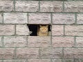 ginger cat peeks out of a building through one broken brick spot