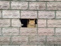 ginger cat peeks out of a building through one broken brick spot