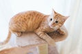 Ginger cat is played with scratching post Royalty Free Stock Photo