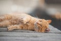 Ginger Cat playful on wood deck Royalty Free Stock Photo