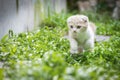 Ginger cat playing in the garden. Scottish fold kitten looking something on green grass. Cute orange cat with copy space. Cream