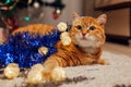 Ginger cat playing with garland and tinsel under Christmas tree. Christmas and New year concept Royalty Free Stock Photo