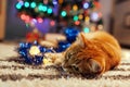 Ginger cat playing with garland and tinsel under Christmas tree. Christmas and New year concept Royalty Free Stock Photo