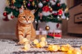 Ginger cat playing with garland under Christmas tree. Christmas and New year concept Royalty Free Stock Photo