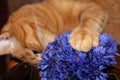 The ginger cat playing