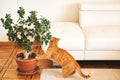 Ginger cat playing with home plant Royalty Free Stock Photo
