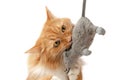 Ginger cat plays with mouse toy isolated Royalty Free Stock Photo