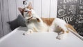 A ginger cat plays pranks with a woman\'s jewelry on a cord. Black choker on a cord with an elegant heart-shaped pendant