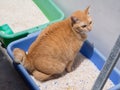 Ginger Cat Pooping / Urinate at Litter Royalty Free Stock Photo