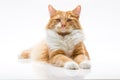 The ginger cat is proud of himself. Photo of a ginger cat on a white background Royalty Free Stock Photo