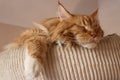 ginger Cat-raccoon, Mammalian cat in the cat cafe in Prague