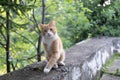 Ginger cat red or orange and white walking on wooden fence in the garden looking at the camera Royalty Free Stock Photo