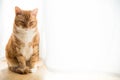 Ginger cat Royalty Free Stock Photo
