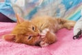 Ginger cat relax after play. the kitten is lying on its back on pink cover and licks his paw