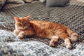 Ginger cat relaxing on couch in living room lying on blanket. Pet enjoying sun at home Royalty Free Stock Photo