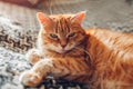 Ginger cat relaxing on couch in living room lying on blanket. Pet enjoying sun at home Royalty Free Stock Photo