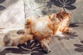 Ginger cat relaxing on couch in living room lying in funny pose on back. Pet enjoying sun at home Royalty Free Stock Photo