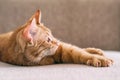 Ginger cat relaxing on couch in living room lying in funny pose on blanket. Pet enjoying sun at home Royalty Free Stock Photo
