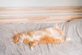 Ginger cat relaxing on couch in living room lying in funny pose on blanket. Pet enjoying sun at home Royalty Free Stock Photo