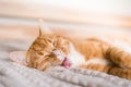 Ginger cat relaxing on couch in living room lying in funny pose on blanket. Pet enjoying sun at home Royalty Free Stock Photo