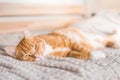 Ginger cat relaxing on couch in living room lying in funny pose on blanket. Pet enjoying sun at home Royalty Free Stock Photo