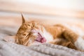 Ginger cat relaxing on couch in living room lying in funny pose on blanket. Pet enjoying sun at home Royalty Free Stock Photo