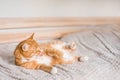 Ginger cat relaxing on couch in living room lying in funny pose on blanket. Pet enjoying sun at home Royalty Free Stock Photo