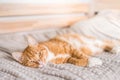 Ginger cat relaxing on couch in living room lying in funny pose on blanket. Pet enjoying sun at home Royalty Free Stock Photo