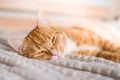 Ginger cat relaxing on couch in living room lying in funny pose on blanket. Pet enjoying sun at home Royalty Free Stock Photo