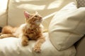 Ginger cat relaxing on couch in living room lying Royalty Free Stock Photo