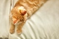 Ginger cat relaxing on couch in living room lying Royalty Free Stock Photo