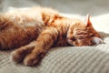 Ginger cat relaxing on couch in living room. Pet having good time sleeping at home Royalty Free Stock Photo