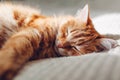 Ginger cat relaxing on couch in living room. Pet having good time sleeping at home Royalty Free Stock Photo