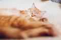 Ginger cat relaxing on couch on white blanket. Pet sleeping at home. Cute animal feeling cozy and comfortable Royalty Free Stock Photo